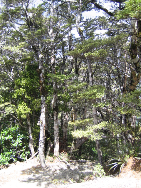 forest community